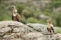 Griffon Vulture Gyps fulvus Egyptian Vulture Neophron percnopterus, carrion birds Royalty Free Stock Photo