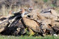 The griffon vulture Gyps fulvus on the feeder with his head from the blood. Typical hysterical eating of a large group of huge Royalty Free Stock Photo