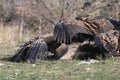 The griffon vulture Gyps fulvus on the feeder. A typical way to open a carcass with a large scavenger