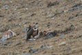 Griffon Vulture Gyps fulvus feeding on a carcass of Blue Sheep Pseudois Nayaur in SiChuan, China Royalty Free Stock Photo