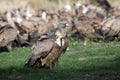 The griffon vulture Gyps fulvus, feeding on carcass. A large vulture in the foreground and a large flock of others in the Royalty Free Stock Photo