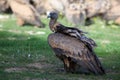 The griffon vulture Gyps fulvus, feeding on carcass. A large vulture in the foreground and a large flock of others in the