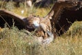 The griffon vulture Gyps fulvus while fighting on the ground. Large vultures in a food dispute.Detail of the head of two
