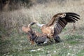 The griffon vulture Gyps fulvus while fighting on the ground. Large vultures in a food dispute.Detail of the head of two