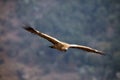 The Cape griffon or Cape vulture (Gyps coprotheres) flies on a background of mountains. Royalty Free Stock Photo