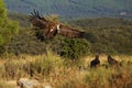 The griffon vulture Gyps fulvus flies to the feeding ground above the heads of two black vultures. The vulture goes into a flock Royalty Free Stock Photo