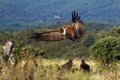 The griffon vulture Gyps fulvus flies to the feeding ground above the heads of two black vultures. The vulture goes into a flock Royalty Free Stock Photo