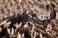 The griffon vulture Gyps fulvus, a flock of vultures fighting for food. Typical behavior of a large group of vultures fighting Royalty Free Stock Photo