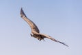 The griffon vulture Gyps fulvus flying above green trees soars with its huge wingspan on a blue sky