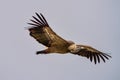 Griffon vulture, Gyps fulvus in Monfrague National Park. Extremadura, Spain Royalty Free Stock Photo