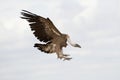 Griffon Vulture Gyps fulvus flying, clouds and blue sky Royalty Free Stock Photo