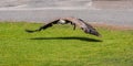 Griffon vulture, Gyps fulvus, flying Royalty Free Stock Photo