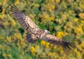 Griffon vulture Gyps fulvus. Flying down Royalty Free Stock Photo