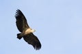 Griffon Vulture Gyps fulvus flying Royalty Free Stock Photo