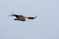 Griffon Vulture Gyps fulvus flying Royalty Free Stock Photo