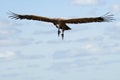 Griffon Vulture Gyps fulvus flying Royalty Free Stock Photo