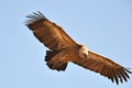The griffon vulture Gyps fulvus, flying, Royalty Free Stock Photo