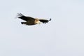 Griffon Vulture Gyps fulvus flying Royalty Free Stock Photo