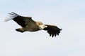 Griffon Vulture Gyps fulvus flying Royalty Free Stock Photo