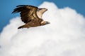A griffon vulture Gyps fulvus flying over a field Royalty Free Stock Photo