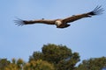 Griffon vulture, Gyps fulvus flying over pine treetops in Alcoy