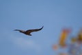 Griffon vulture Gyps fulvus flying in Revilla.