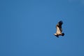 Griffon vulture Gyps fulvus flying in Revilla.