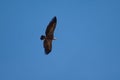 Griffon vulture Gyps fulvus flying in Revilla.
