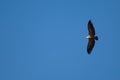 Griffon vulture Gyps fulvus flying in Revilla.