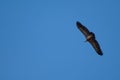 Griffon vulture Gyps fulvus flying in Revilla.