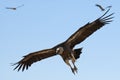 Griffon Vulture Gyps fulvus flying Royalty Free Stock Photo