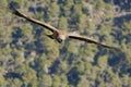 Griffon vulture, Gyps fulvus, flying towards camera