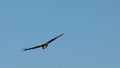 Griffon vulture, Gyps fulvus, flying towards camera in Alcoy