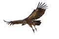 Griffon Vulture Gyps fulvus flying with white background Royalty Free Stock Photo
