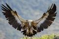 Griffon Vulture - Gyps fulvus