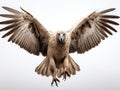 Griffon Vulture Gyps fulvus