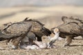 Griffon Vulture Gyps fulvus Group eating carrion, raptors, Spain Royalty Free Stock Photo