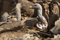 Griffon Vulture Gyps fulvus Group eating carrion,birds raptors