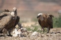 Griffon Vulture Gyps fulvus Group eating carrion,birds raptors