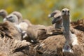 Griffon Vulture Gyps fulvus Group eating carrion,birds raptors