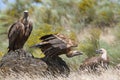 Griffon Vulture Gyps fulvus Group perched Royalty Free Stock Photo