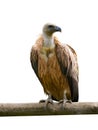 Griffon vulture gyps fulvus isolated on white Royalty Free Stock Photo