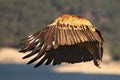 The Griffon vulture Gyps fulvus landing with hiden head Royalty Free Stock Photo