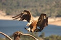 The Griffon vulture Gyps fulvus landing to the branch with a death rabbit.  The Griffon vulture with expandedn wings Royalty Free Stock Photo