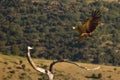 The Griffon vulture Gyps fulvus landing to the branch Royalty Free Stock Photo
