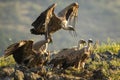 Griffon Vulture - Gyps fulvus