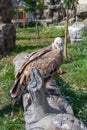 The griffon vulture is a large Old World vulture in the bird of prey family Accipitridae. The  Eurasian griffon Royalty Free Stock Photo