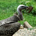 Griffon vulture with carcass in his mouth