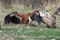 The griffon vulture Gyps fulvus, a pair of fighting over food. Duel of vultures for food on the ground in the mountains