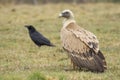 Griffon vulture ( Gyps fulvus )